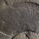 A Dickinsonia fossil.